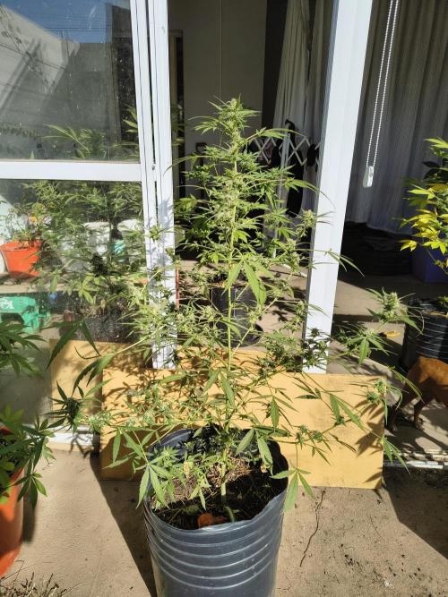 Purple Candy & Auto Mimosa - University. Week 14 - auto mimosa / 13 may