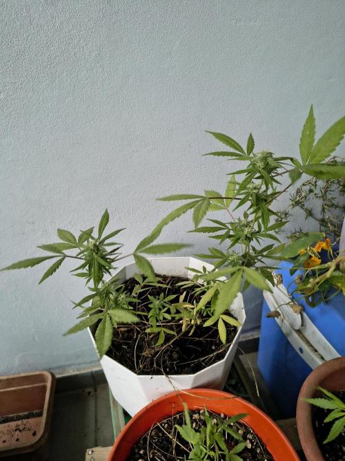 Purple Candy & Auto Mimosa - University. Week 15 - purple candy with trim