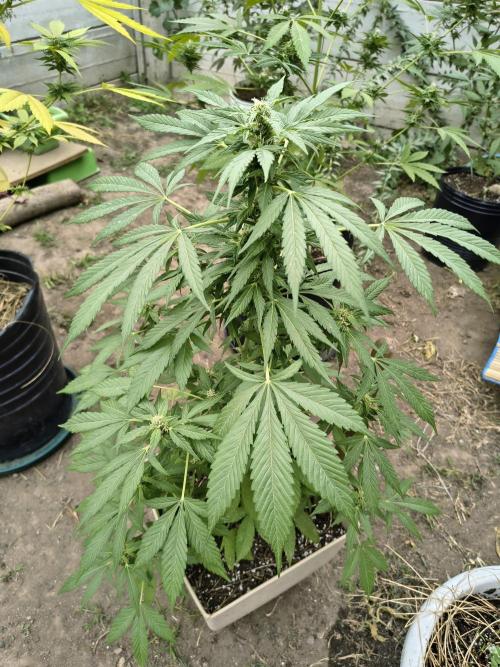 Purple Candy & Auto Mimosa - University. Week 15 - purple candy / week 15