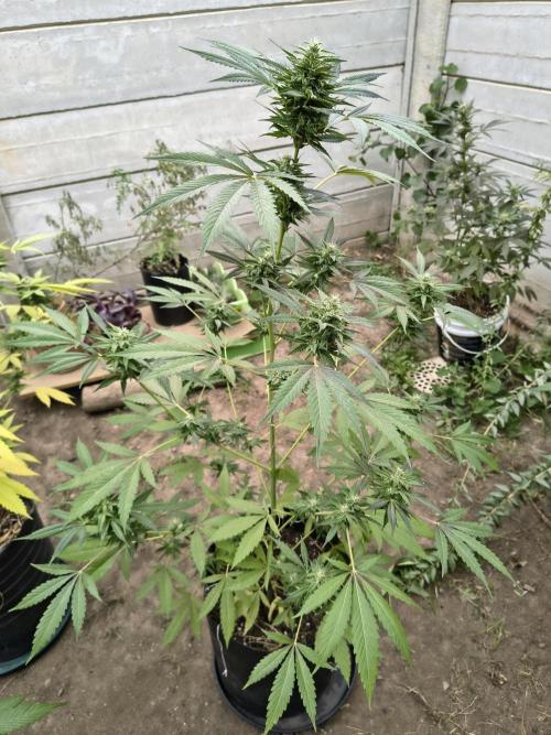 Purple Candy & Auto Mimosa - University. Week 15 - purple candy week 15 / may 16