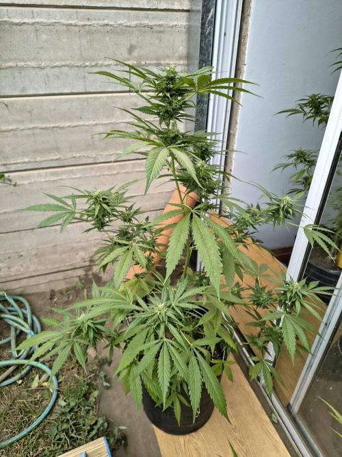 Purple Candy & Auto Mimosa - University. Week 15 - purple candy
