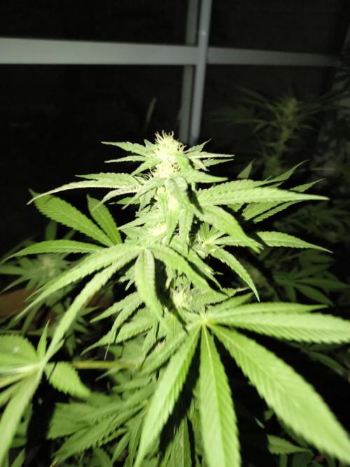 Parrilla 250w. Week 15