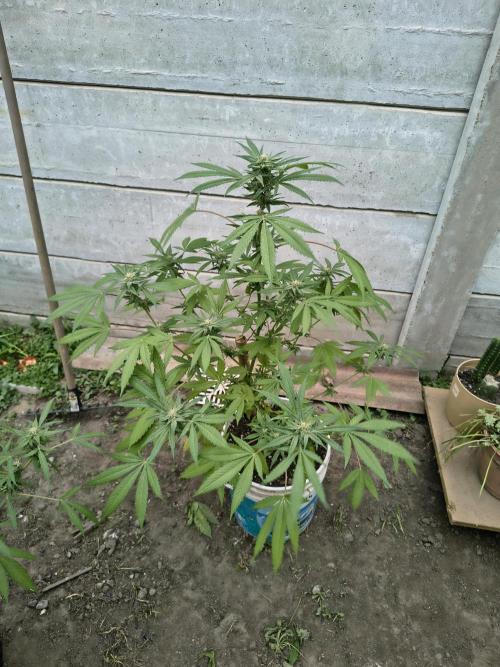 Cherry OG - University. Week 15 - cherry og / may 16 /!flowering 2 weeks 