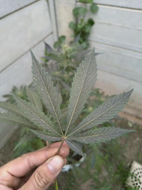 Cherry OG - University. Week 15 - leaf