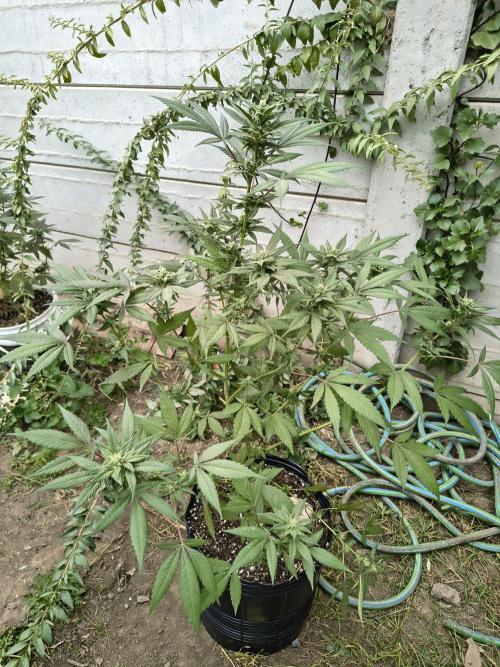 Cherry OG - University. Week 15 - cherry og / may 16 / week  15 / week 3 of flowering