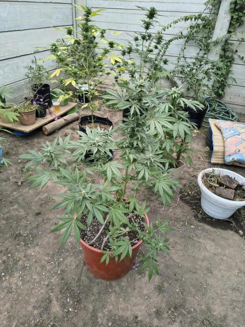 Cherry OG - University. Week 15 - cherry og / may 16 / week 15 