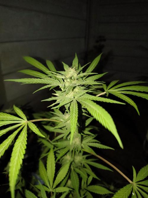 Cherry OG - University. Week 15 - cherry og / may 16 / week 3 flowering
