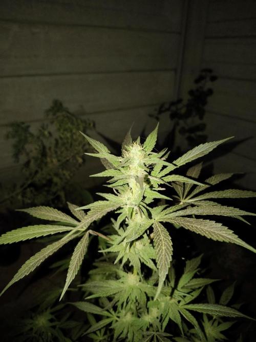 Cherry OG - University. Week 15 - cherry og / may 16 / week 3 flowering