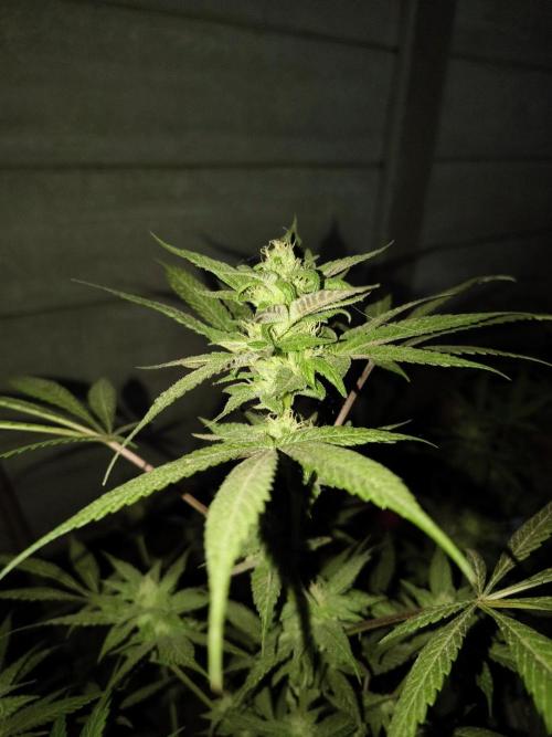 Cherry OG - University. Week 15 - cherry og / may 16 / week 3 flowering