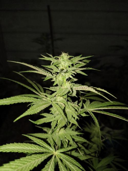 Cherry OG - University. Week 15 - cherry og / may 16 / week 3 flowering