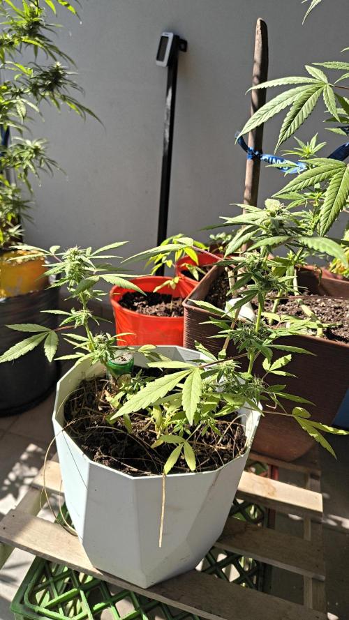 Purple Candy & Auto Mimosa - University. Week 15 - little purple candy / may 17