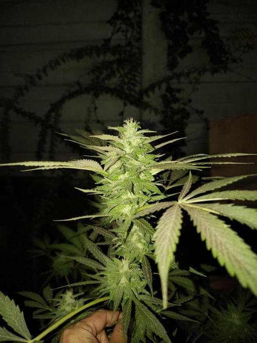 Purple Candy & Auto Mimosa - University. Week 15 - purple candy buds / week 4 of flowering 
