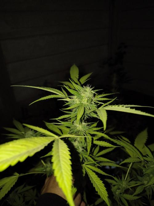 Purple Candy & Auto Mimosa - University. Week 15 - purple candy with More indica predom / week 4 of flowering 