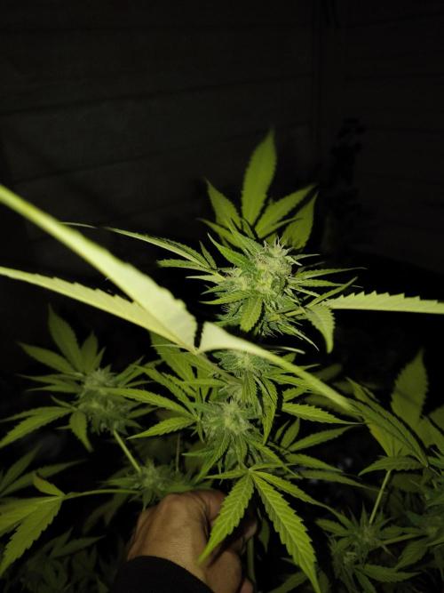 Purple Candy & Auto Mimosa - University. Week 15 - nice smell on the Night.