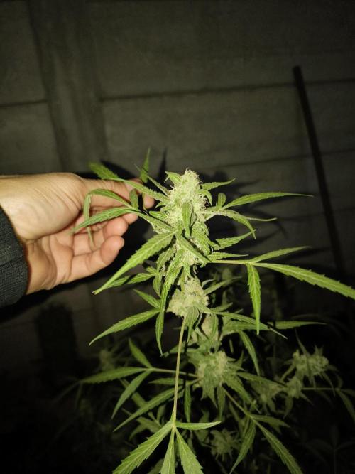 Purple Candy & Auto Mimosa - University. Week 15 - auto mimosa 