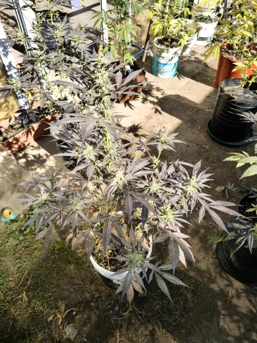 Cherry OG - University. Week 16