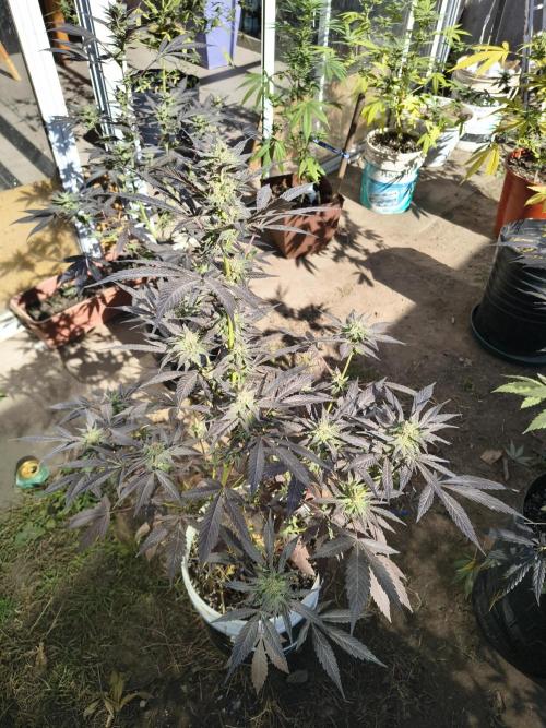 Cherry OG - University. Week 16