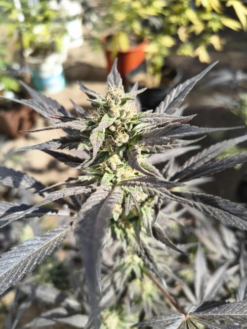 Cherry OG - University. Week 16