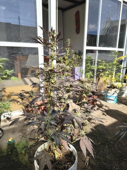Cherry OG - University. Week 16