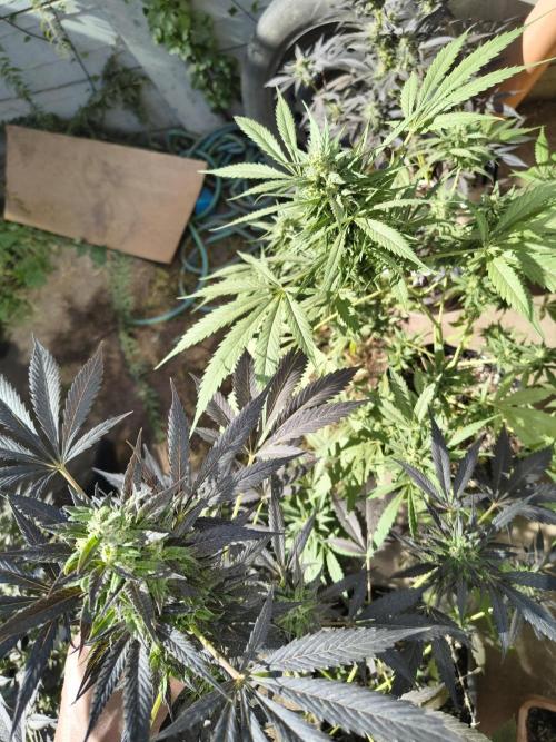 Purple Candy & Auto Mimosa - University. Week 16