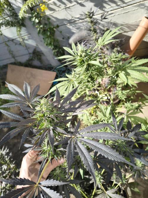 Purple Candy & Auto Mimosa - University. Week 16