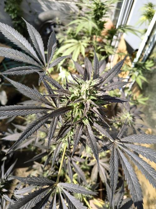 Purple Candy & Auto Mimosa - University. Week 16