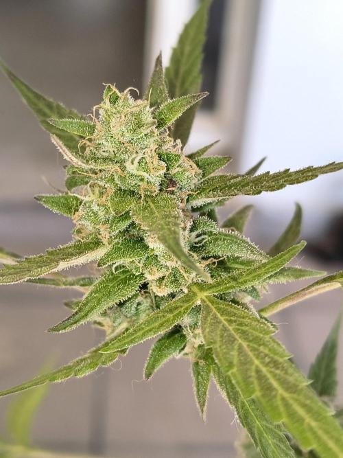 Purple Candy & Auto Mimosa - University. Week 16