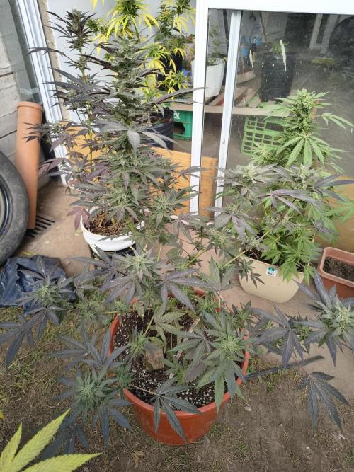 Cherry OG - University. Week 17 - purple one