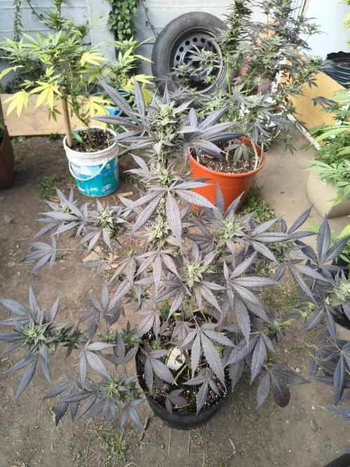 Cherry OG - University. Week 17 - blacky one