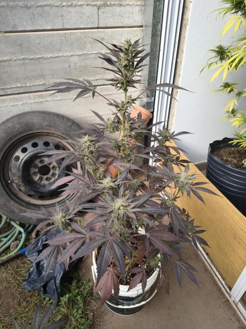 Cherry OG - University. Week 17 - Violet one
