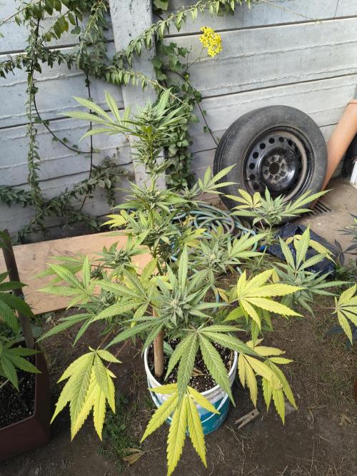 Cherry OG - University. Week 17 - Green one