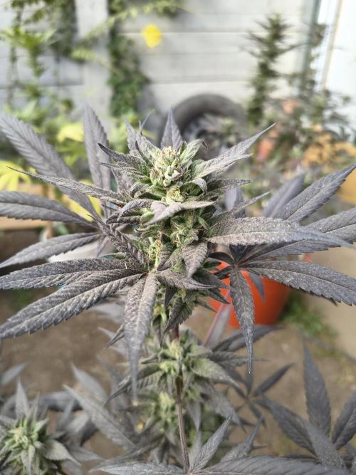 Cherry OG - University. Week 17 - close bud