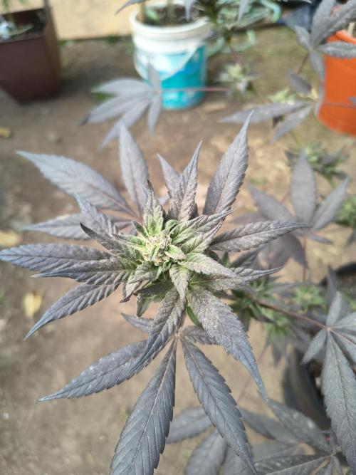Cherry OG - University. Week 17 - little purple buds