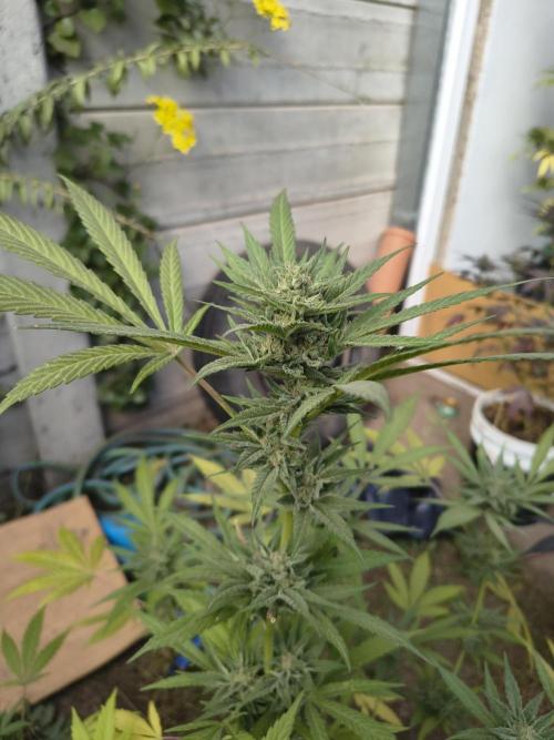 Cherry OG - University. Week 17 - Green one