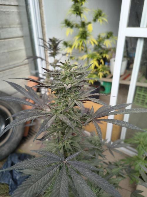 Cherry OG - University. Week 17 - great colors
