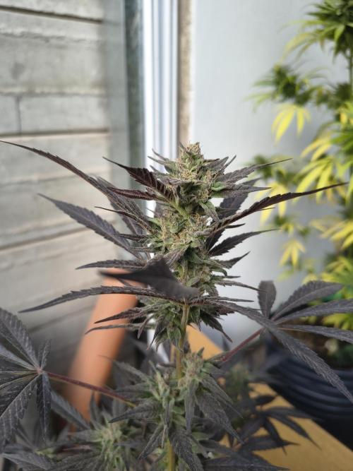 Cherry OG - University. Week 17 - this one get all my eyes