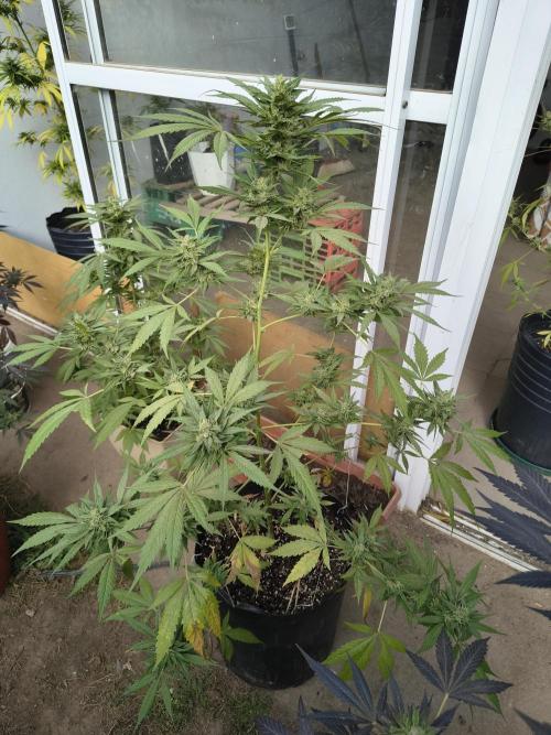 Purple Candy & Auto Mimosa - University. Week 17 - purple candy green (three transplant)
