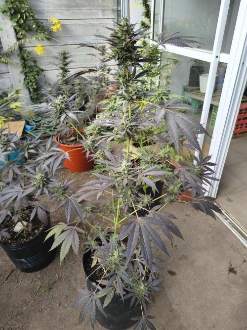 Purple Candy & Auto Mimosa - University. Week 17 - Purple candy Violet (three transplant)
