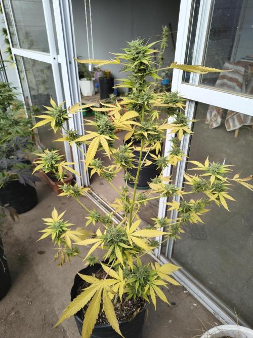 Purple Candy & Auto Mimosa - University. Week 17 - purple candy that only for one transplant