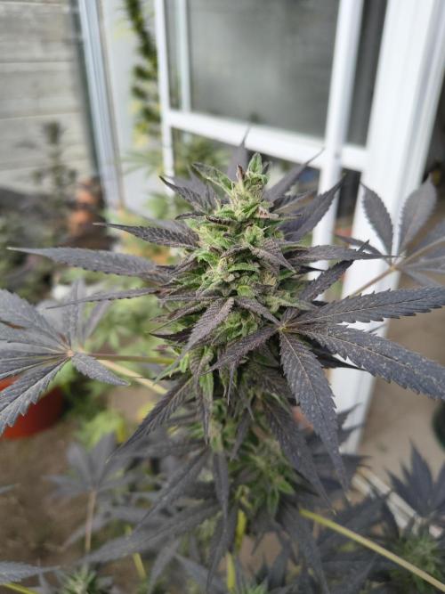 Purple Candy & Auto Mimosa - University. Week 17 - purple candy bud
