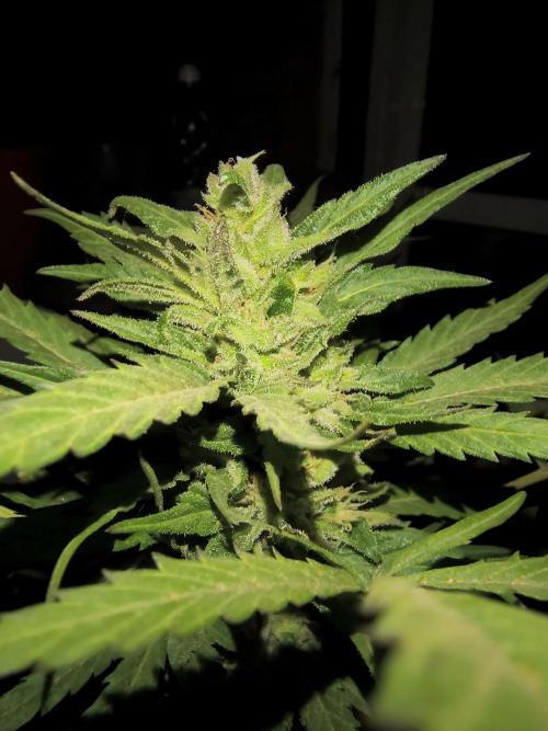 Purple Candy & Auto Mimosa - University. Week 17 - little purple candy