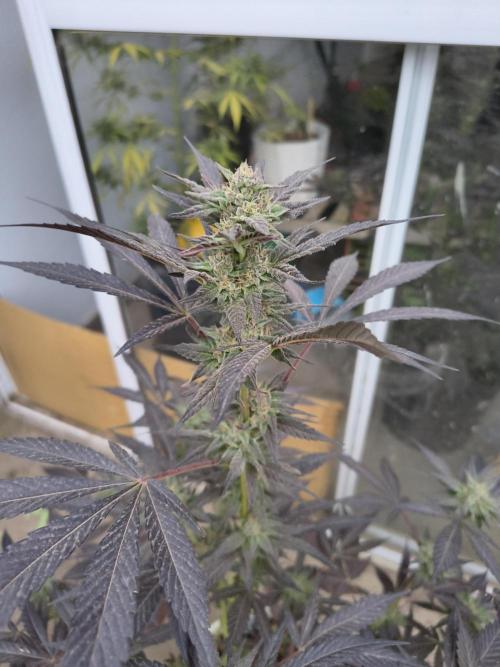 Cherry OG - University. Week 17 - Flowering days 
