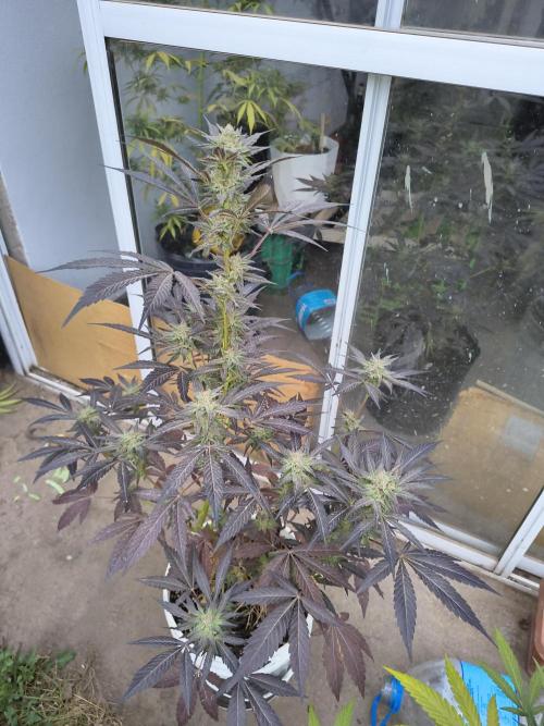 Cherry OG - University. Week 17 - blacky one