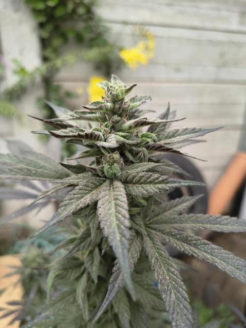 Cherry OG - University. Week 18 - purple buds