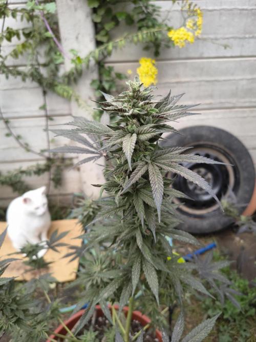 Cherry OG - University. Week 18 - my cat beiaco in the background