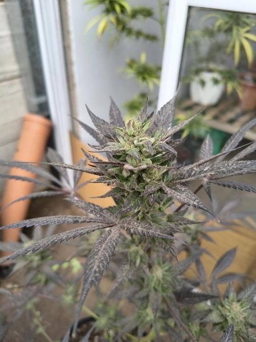 Cherry OG - University. Week 18 - purple budsssssss