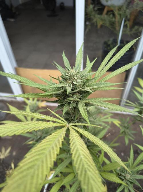 Cherry OG - University. Week 18 - Green one