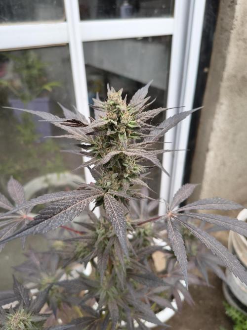 Cherry OG - University. Week 18 - this one had only one LST without too much defoliation.think I like More how they get form that way.