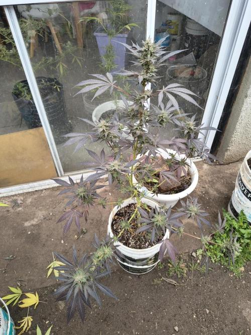 Cherry OG - University. Week 18 - you can see the difference on how they finally find a better structure.