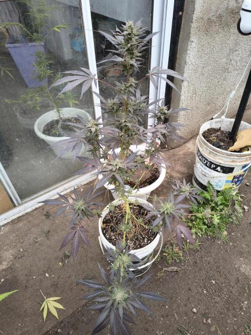 Cherry OG - University. Week 18 - LST without training